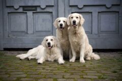 Romy, Mila und Palma von der Ivangsheide :: © Sabine Mergemeier