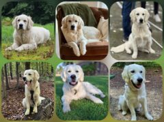 Sunny — Samweis — Summer Sam — Danny — Mara :: © Sabine Mergemeier